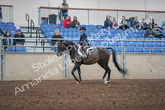 2019 Morgan Horse Show - Aug 31, 2019 - 19504