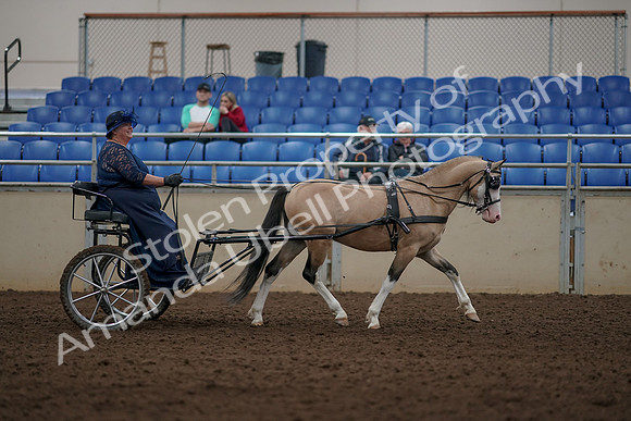 2019 Morgan Horse Show - Aug 31, 2019 - 04451