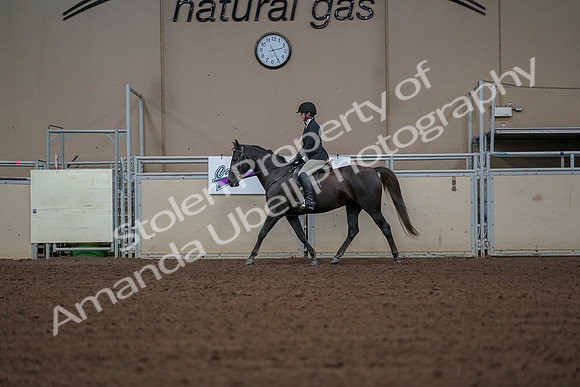 2019 Morgan Horse Show - Aug 30, 2019 - 14944