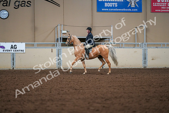 2019 Morgan Horse Show - Aug 30, 2019 - 16173