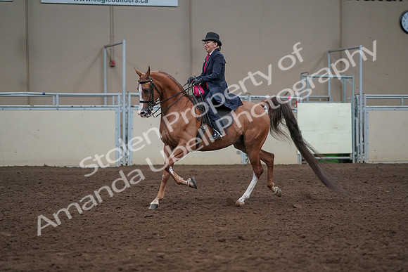 2019 Morgan Horse Show - Sept 01, 2019 - 12123