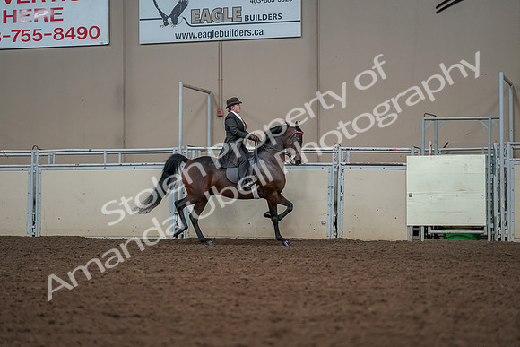 2019 Morgan Horse Show - Aug 30, 2019 - 28114
