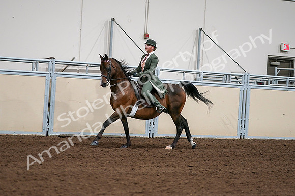 2020 - AB Morgan Horse - Fri, Sept 04 - 03328