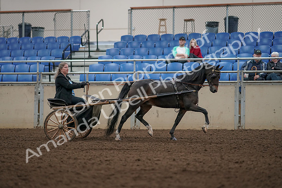 2019 Morgan Horse Show - Aug 31, 2019 - 04532