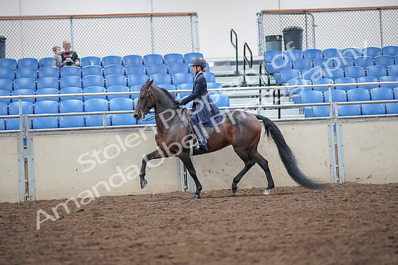 2019 Morgan Horse Show - Aug 30, 2019 - 17877