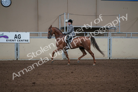 2019 Morgan Horse Show - Sept 01, 2019 - 12201