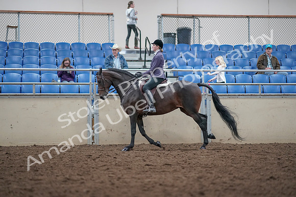 2019 Morgan Horse Show - Aug 31, 2019 - 15051