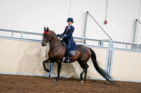 2020 - AB Morgan Horse - Sat, Sept 05 - 08540