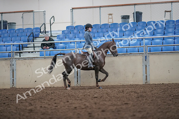 2019 Morgan Horse Show - Aug 31, 2019 - 16735