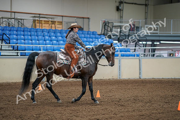 2020 - AB Morgan Horse - Fri, Sept 04 - 00395