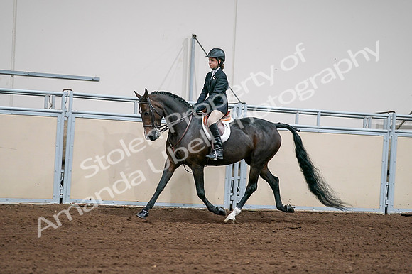 2020 - AB Morgan Horse - Fri, Sept 04 - 02026