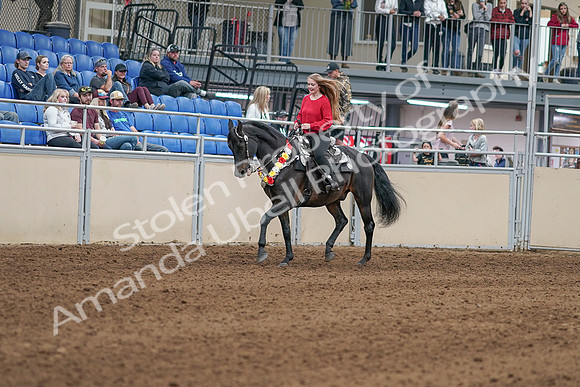 2020 - AB Morgan Horse - Sat, Sept 05 - 10417