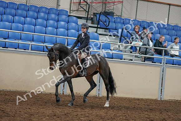 2020 - AB Morgan Horse - Sun, Sept 06 - 07943