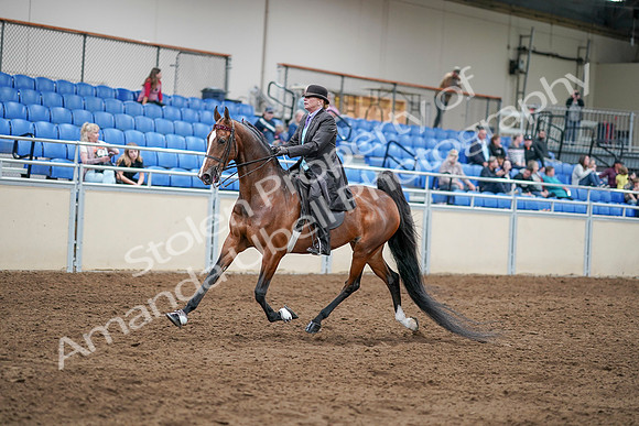 2020 - AB Morgan Horse - Sat, Sept 05 - 12918
