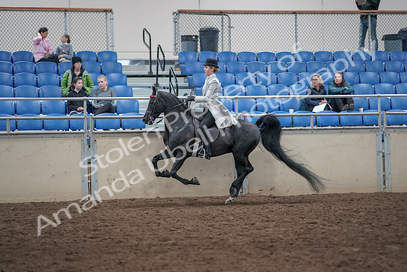 2019 Morgan Horse Show - Aug 31, 2019 - 09502