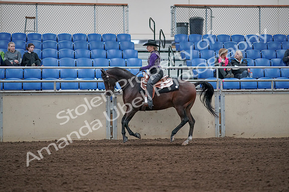 2019 Morgan Horse Show - Aug 31, 2019 - 10637