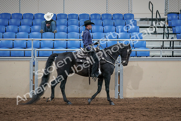 2020 - AB Morgan Horse - Sun, Sept 06 - 07541