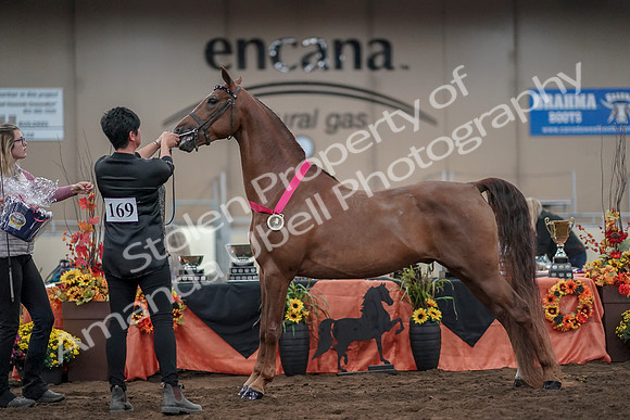 2019 Morgan Horse Show - Aug 31, 2019 - 01392