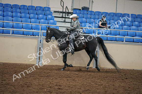 2020 - AB Morgan Horse - Fri, Sept 04 - 03557