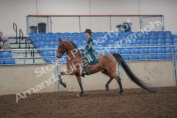 2019 Morgan Horse Show - Aug 30, 2019 - 27883