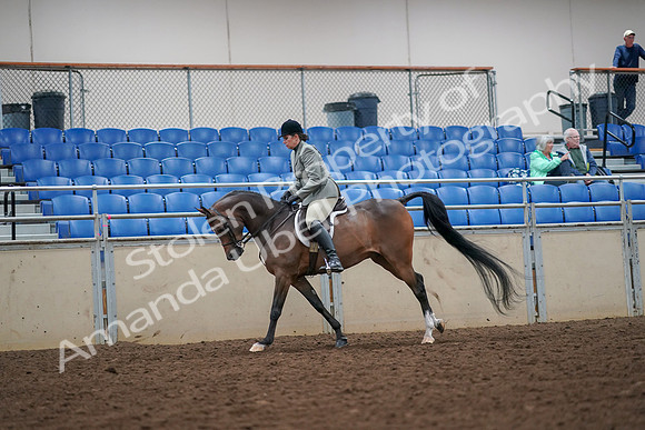 2019 Morgan Horse Show - Aug 30, 2019 - 17461