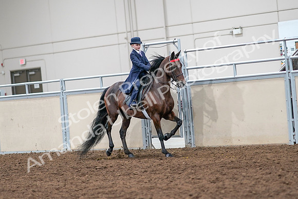 2020 - AB Morgan Horse - Sat, Sept 05 - 04871