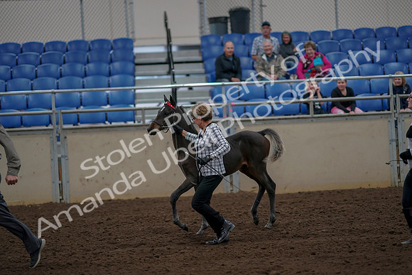 2019 Morgan Horse Show - Aug 30, 2019 - 24722