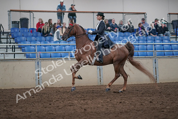 2019 Morgan Horse Show - Aug 31, 2019 - 20663