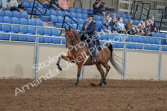 2020 - AB Morgan Horse - Fri, Sept 04 - 11461