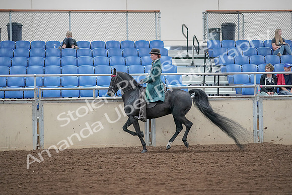2019 Morgan Horse Show - Aug 30, 2019 - 15591