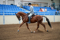 2020 - AB Morgan Horse - Fri, Sept 04 - 01470