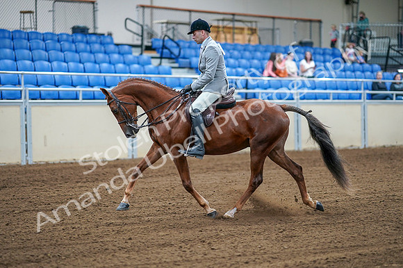 2020 - AB Morgan Horse - Fri, Sept 04 - 01470