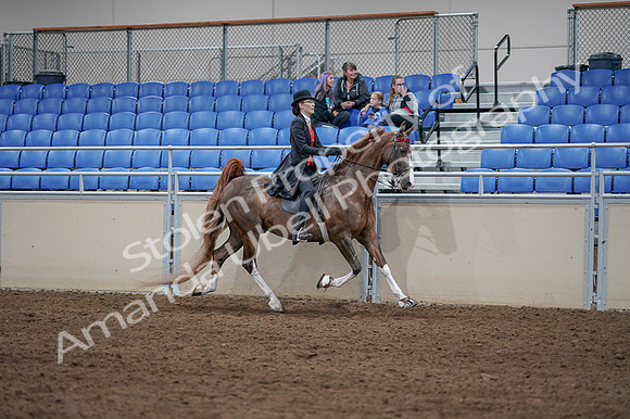 2020 - AB Morgan Horse - Fri, Sept 04 - 09865