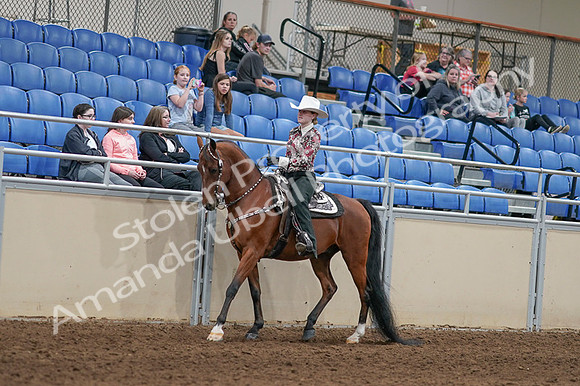 2020 - AB Morgan Horse - Fri, Sept 04 - 08300