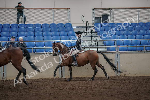 2019 Morgan Horse Show - Aug 31, 2019 - 05113