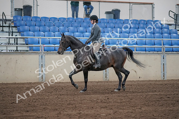 2019 Morgan Horse Show - Sept 01, 2019 - 10932_1