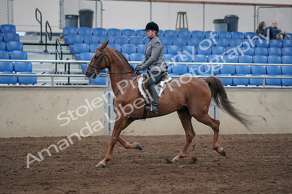 2019 Morgan Horse Show - Sept 01, 2019 - 12238