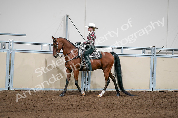 2020 - AB Morgan Horse - Fri, Sept 04 - 08405