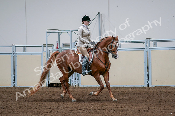 2020 - AB Morgan Horse - Fri, Sept 04 - 01711