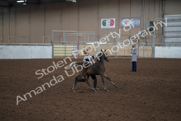 2019 Morgan Horse Show - Aug 31, 2019 - 00207