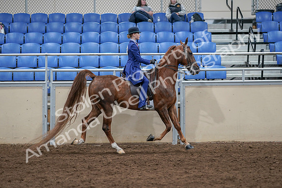 2020 - AB Morgan Horse - Fri, Sept 04 - 05264