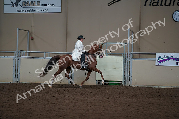 2019 Morgan Horse Show - Aug 31, 2019 - 17944
