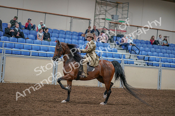 2020 - AB Morgan Horse - Fri, Sept 04 - 11425
