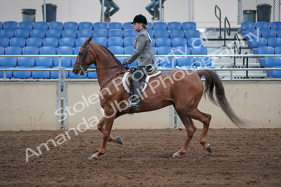 2019 Morgan Horse Show - Sept 01, 2019 - 12251