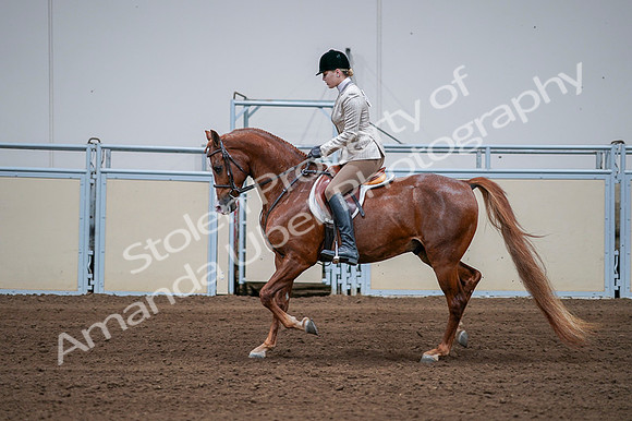 2020 - AB Morgan Horse - Fri, Sept 04 - 01651