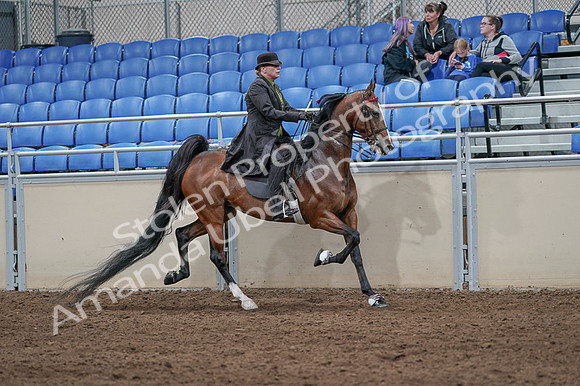 2020 - AB Morgan Horse - Fri, Sept 04 - 09811