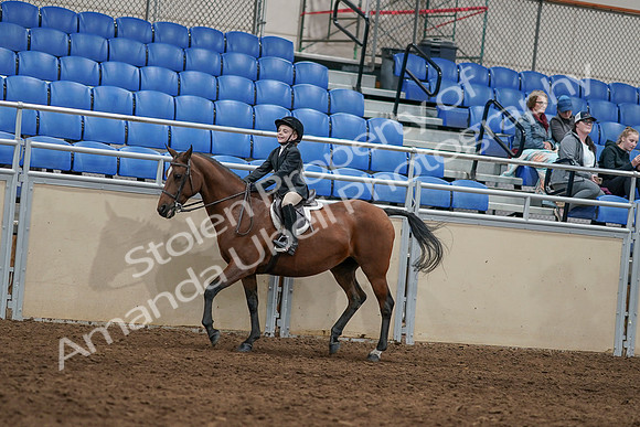 2020 - AB Morgan Horse - Sun, Sept 06 - 07940