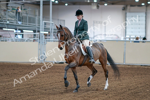 2020 - AB Morgan Horse - Fri, Sept 04 - 01485