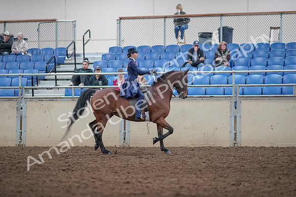 2019 Morgan Horse Show - Aug 31, 2019 - 09579