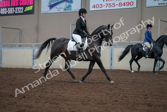 2019 Morgan Horse Show - Aug 30, 2019 - 18478
